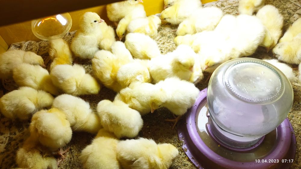 Инкубатор хизмати