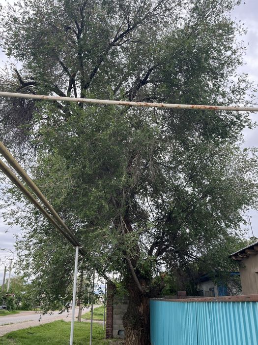 карагач дерево бесплатно.