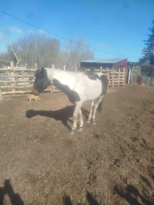 Сельхоз.животные