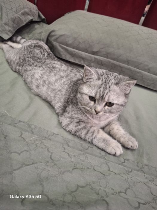 Продаётся котёнок