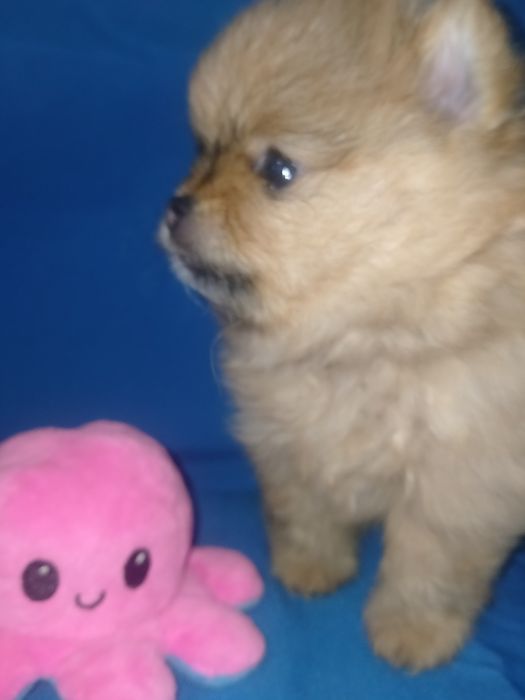 Померанский шпиц