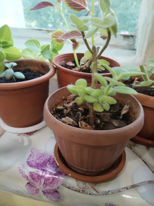 Комнатные растения.