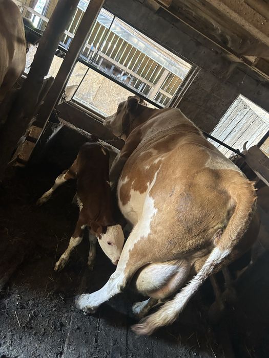 Vand vaca fatata de 2 zile