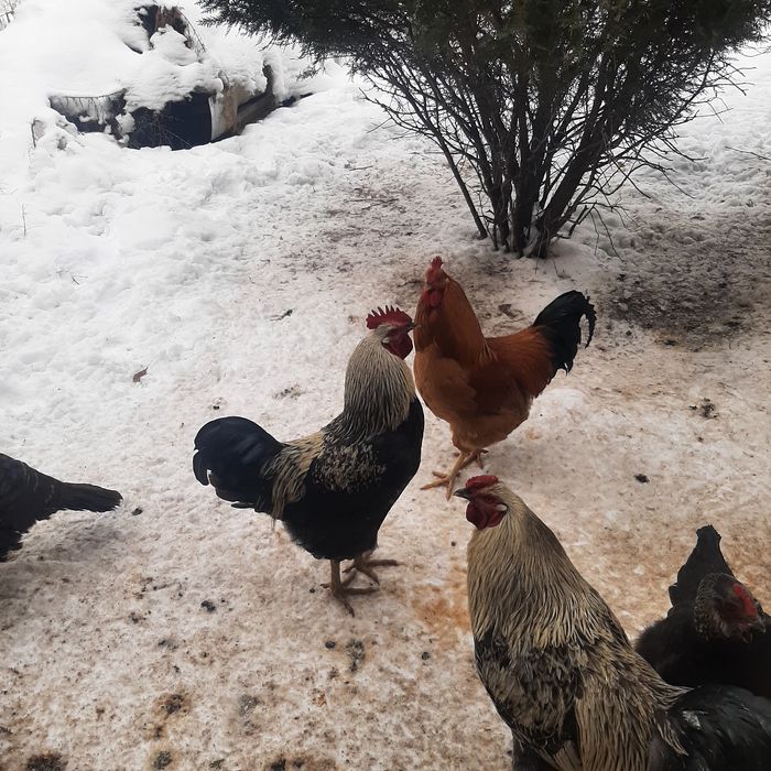 Петухи Продаётся