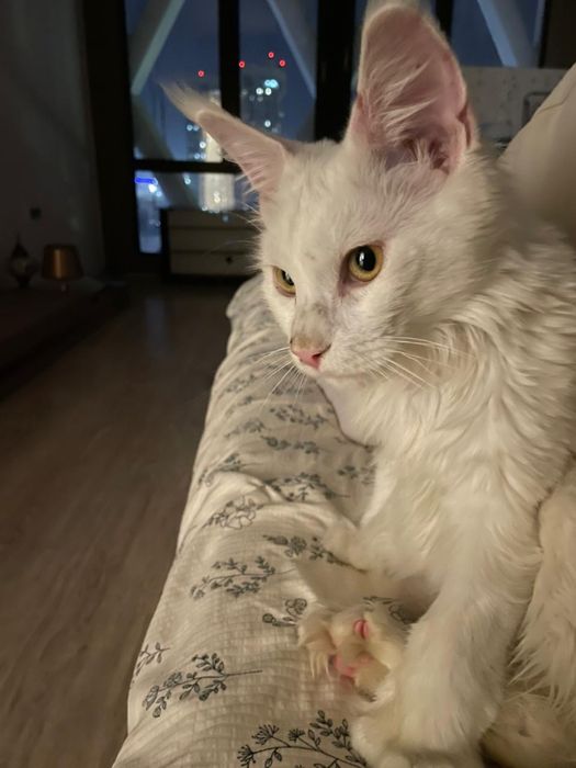 Мейн-кун  кошка белый цвет