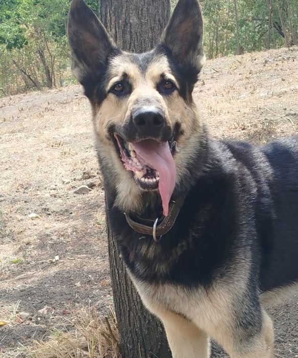 Резерв. Щенки ВЕО