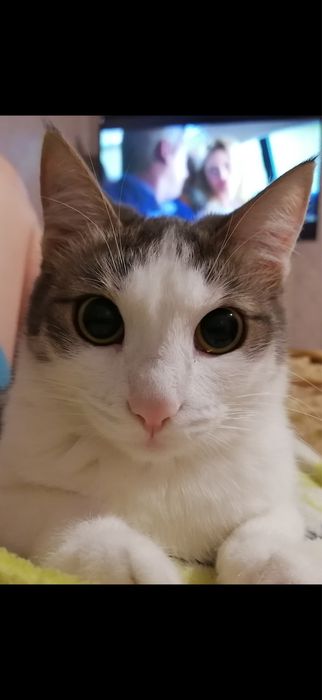 Пропала кошечка Буся