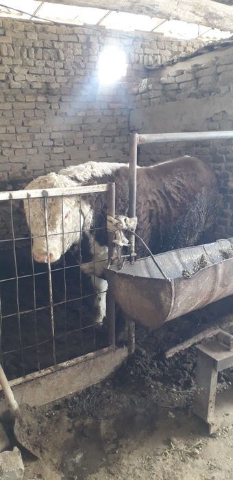 Gereford Buqa sotiladi