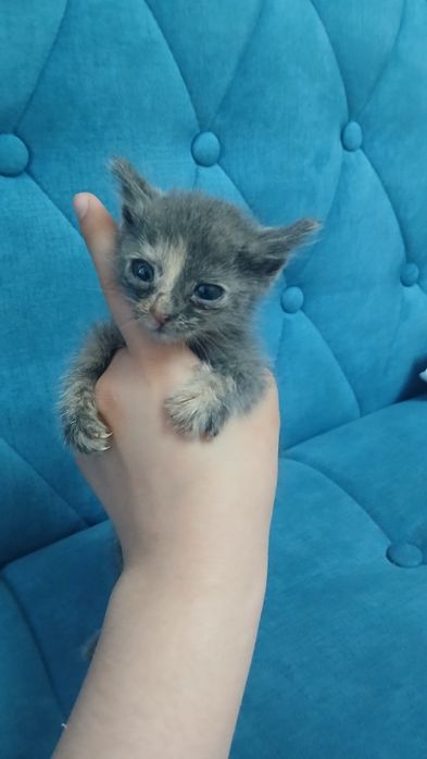 Отдаём котят бесплатно в хорошие руки