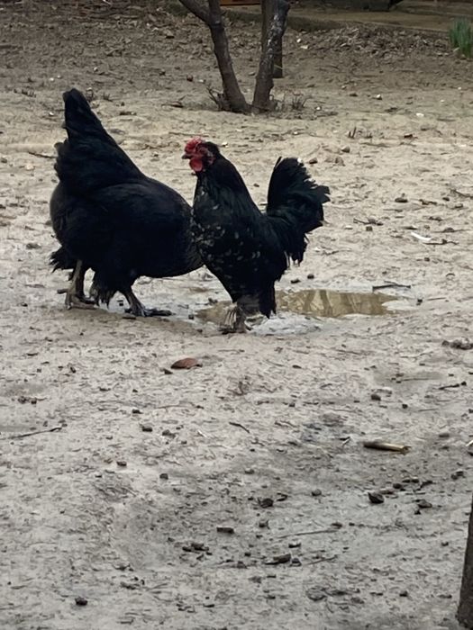 Японский петух еще молодой