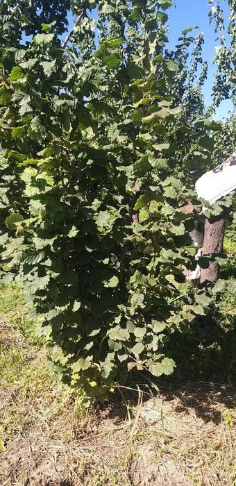 Продам Саженцы фундука