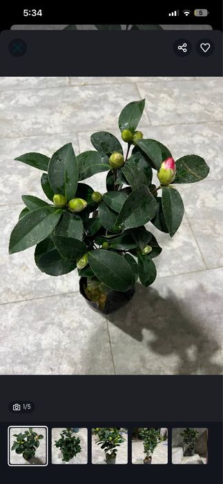 Цветы камелия « Японская роза» есть белого и красного цвета