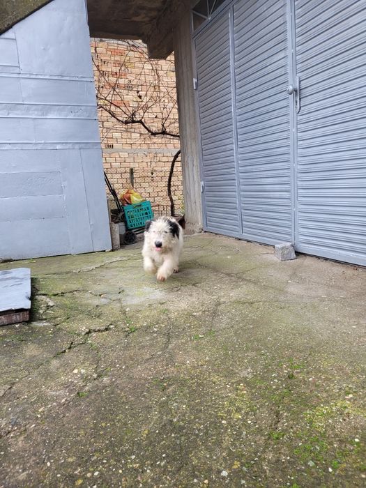 Подарявам кученце