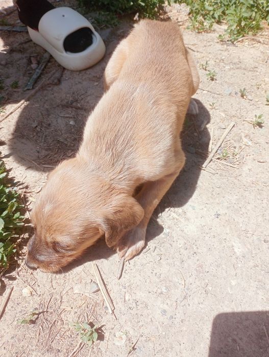 Тазы  собаки шенки