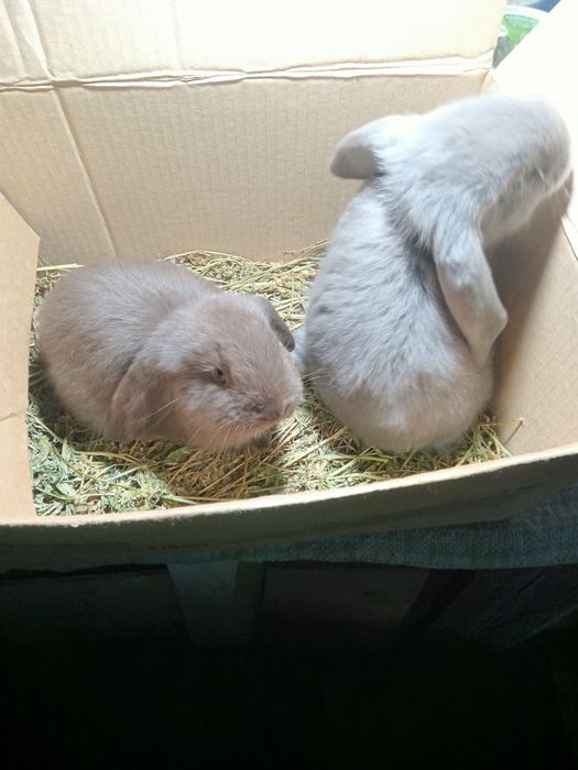 Продаются   крольчата