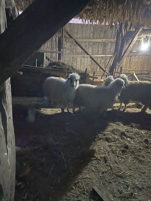 Se vand 3oi si 1 berbec