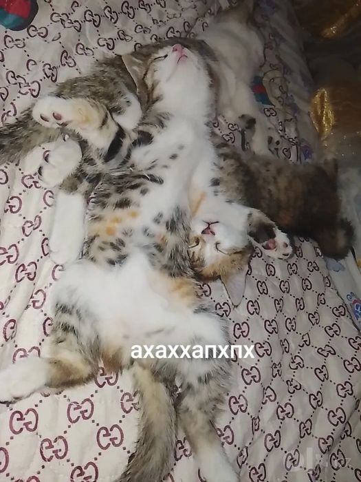 Отдаю милых котят