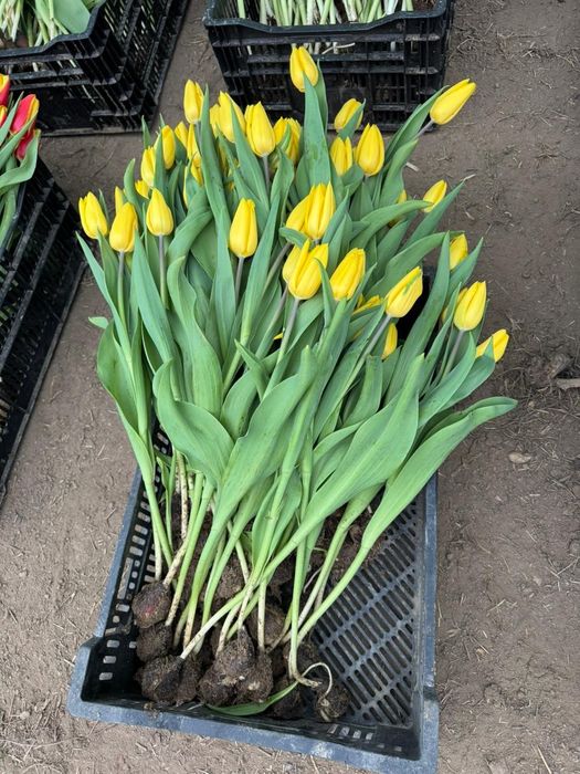 Тюльпаны оптом и в розн. От 440