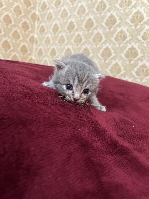 Котенок вислоухие