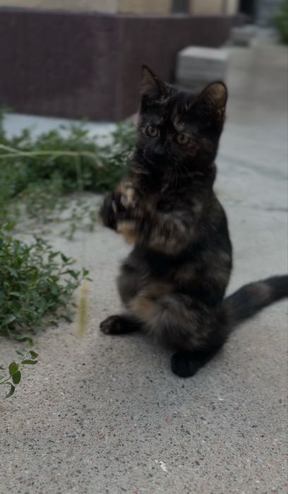 Котенок девочка в добрые руки