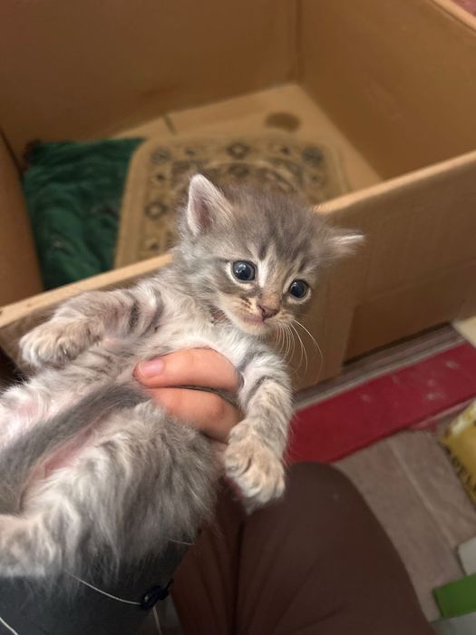 Отдадим котят в добрые руки