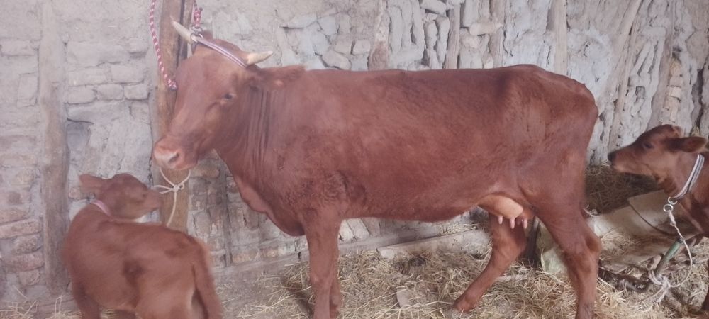 Srochniyga ona bola sigir sotiladi kafolati bilan