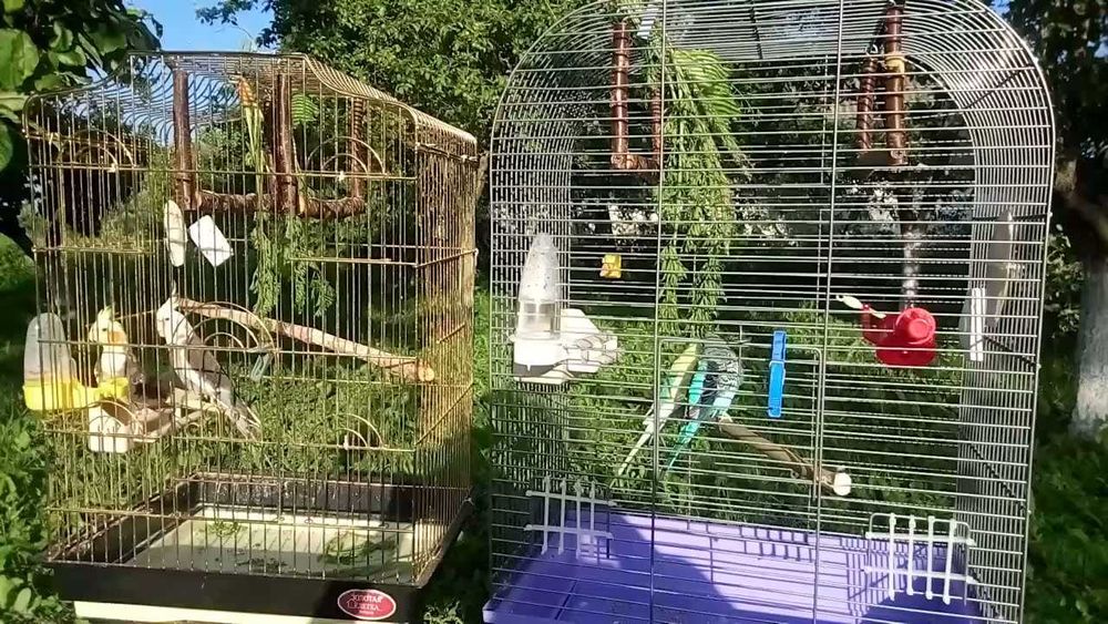 Передержка домашних питомцев!