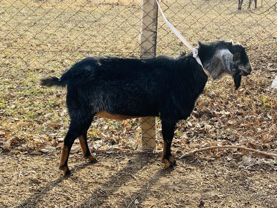 Нубийский теке 3 жасар