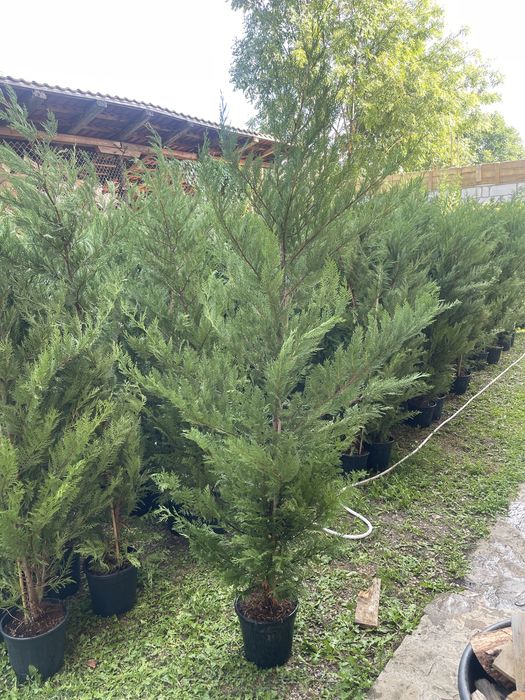 Leyland de la 150-250cm