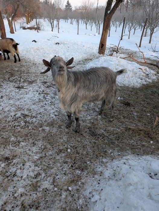 doi țapi de vânzare