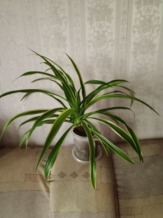 Хлорофитум, мята , лаванда .