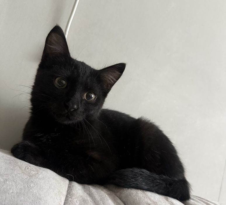 Мальчик, около 3.5-4 месяцев.