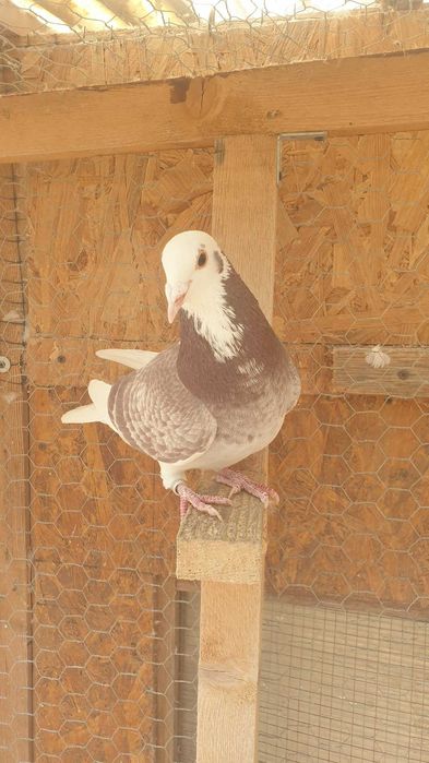 Ocazie! Vand mascul voiajor rosu baltat sport, 2025, mama clasata!