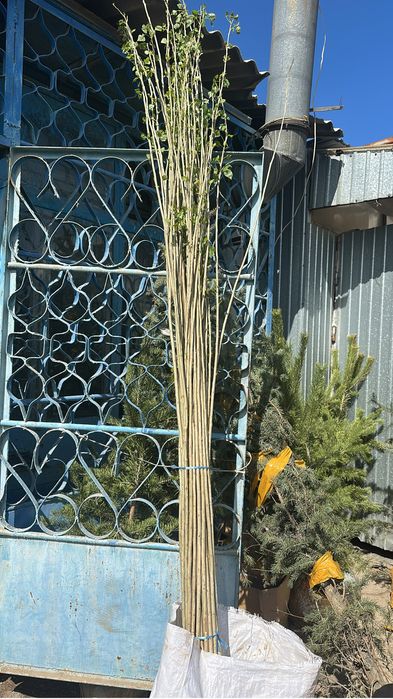 Саженцы яблони, груши, тополь