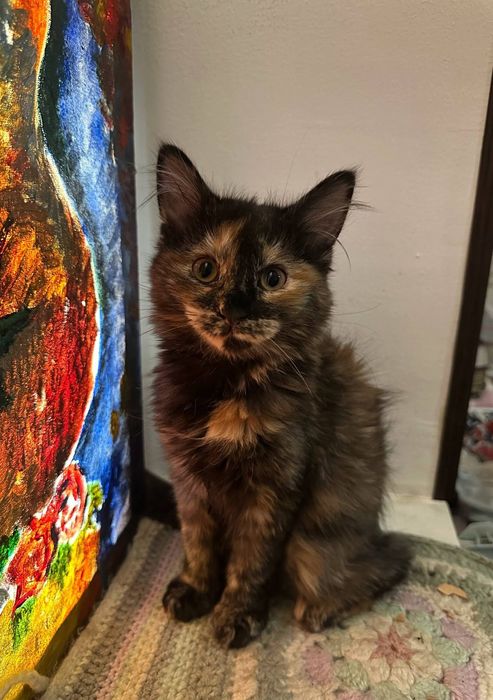 Пристраиваются котята. Домашние.