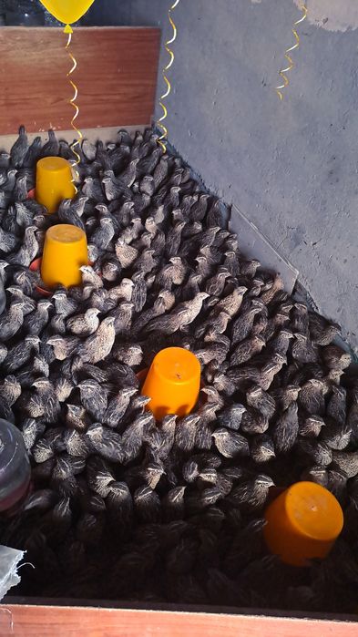 30 кунлик бедана