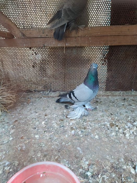 Kabutarla uchib oynidi sog'lom qushlar