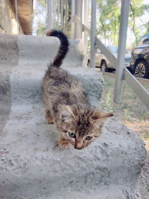 Котенка в добрые руки