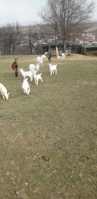 Capre de lapte , iezi și iede de vânzare