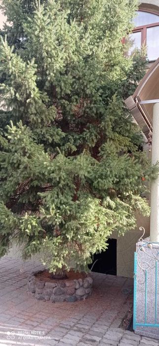 Две Ели 10 метров, самосруб, самовывоз