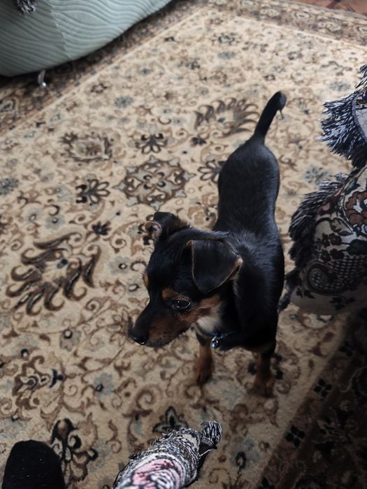 Продам собачку Пинчер Тойчик