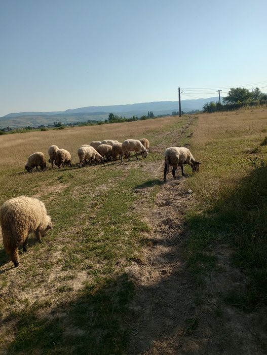 Oi , berbec și miele