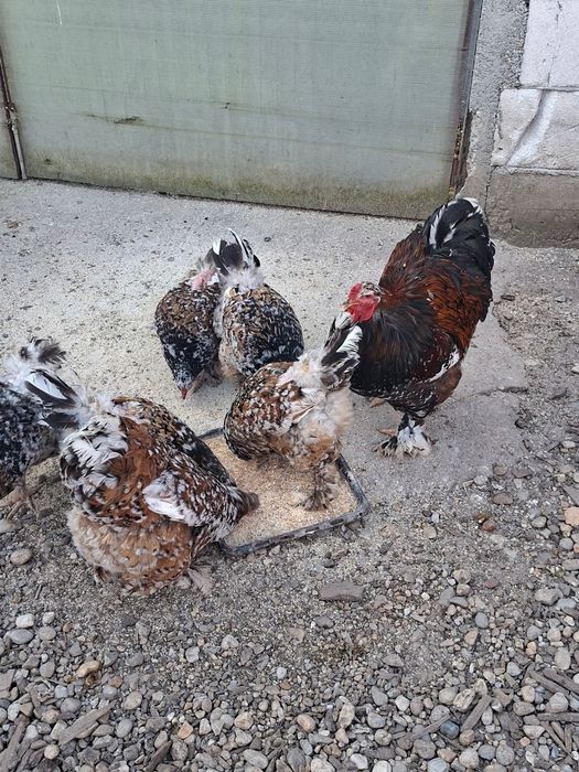 Familie brahma portelan 1 + 5