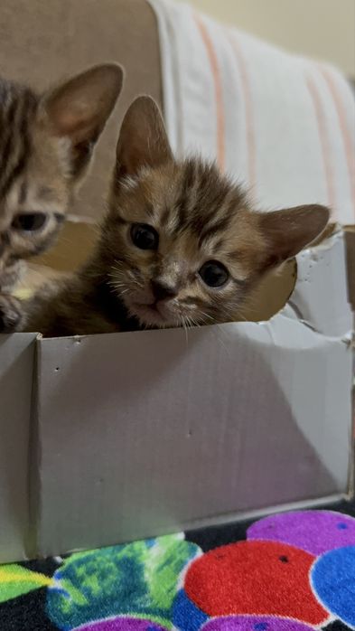 Бенгальские котята мальчик и девочка