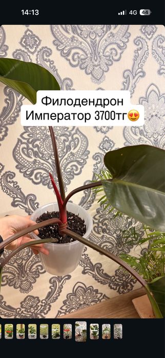 Домашние растение кросивые