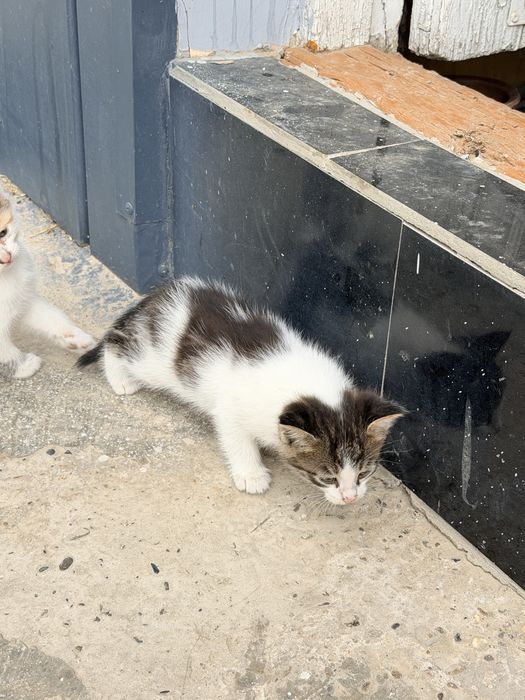 Уй мушукчалари. Кошки