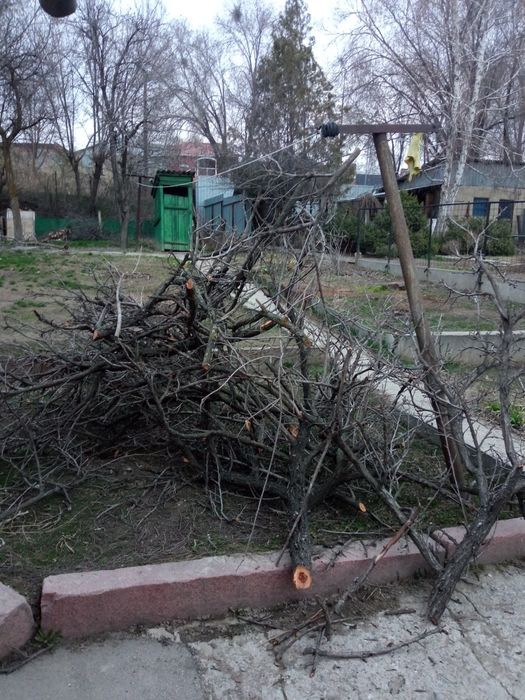 Отдам даром  дрова