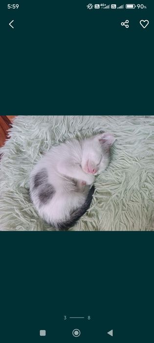 Срочно отдам котят один мальчик две девочки