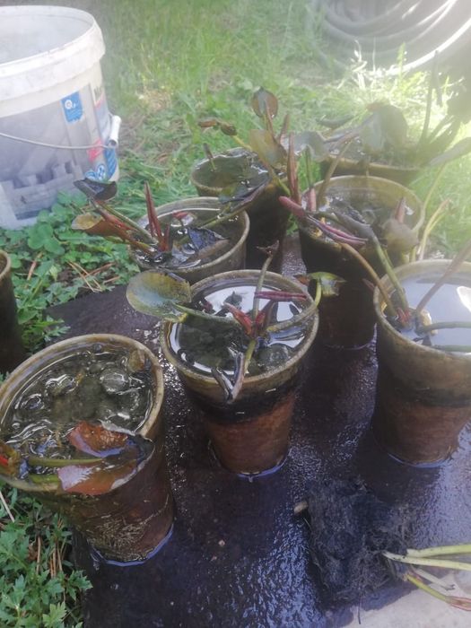 Лилии прудовые   цвета разные