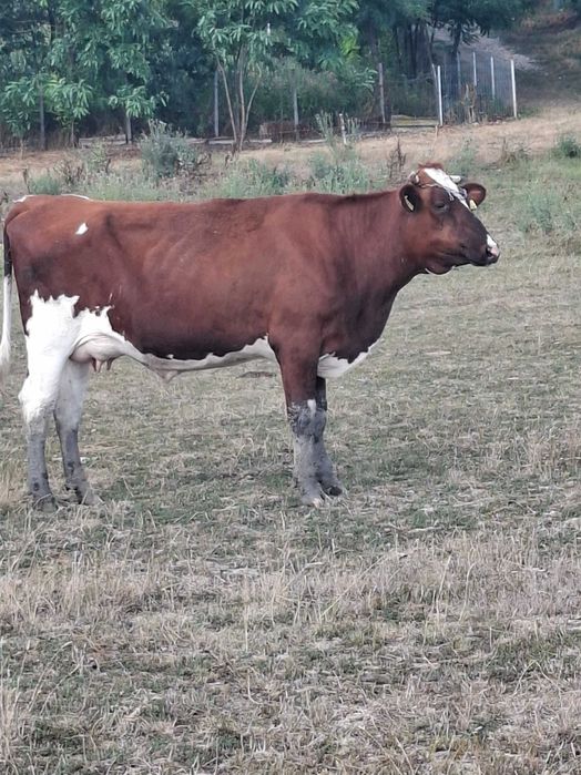 Vaca cu de vanzare